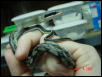 Just hatched blue beauty snake
