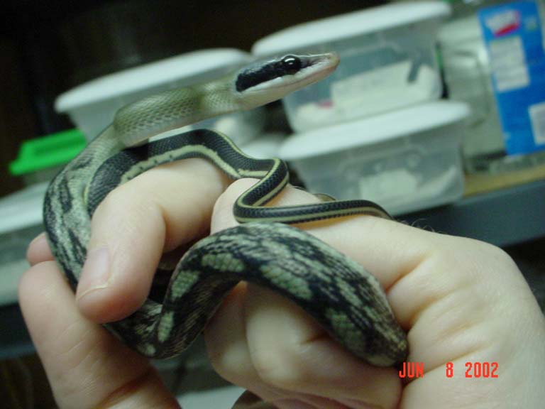 Just hatched blue beauty snake