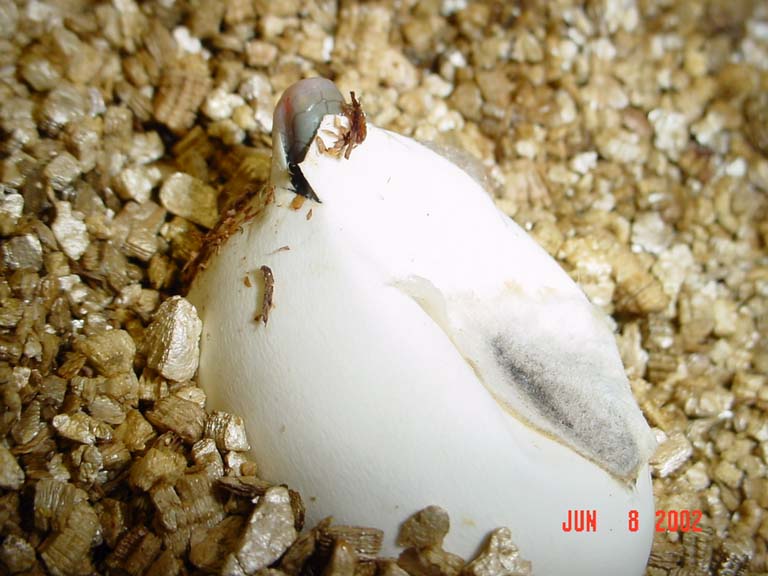 Blue Beauty Snake Hatching