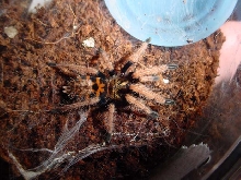 greenbottle blue just molted