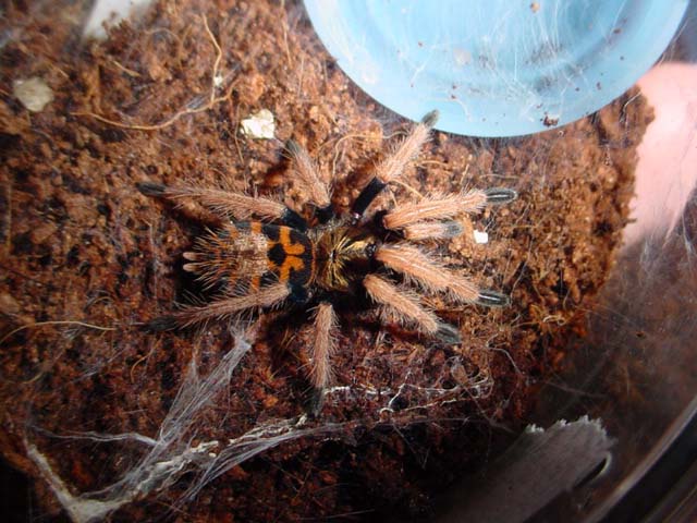 greenbottle blue just molted