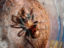 greenbottle blue sling, starting to show some nice color!