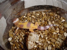 our 1st hatchling of 2003!