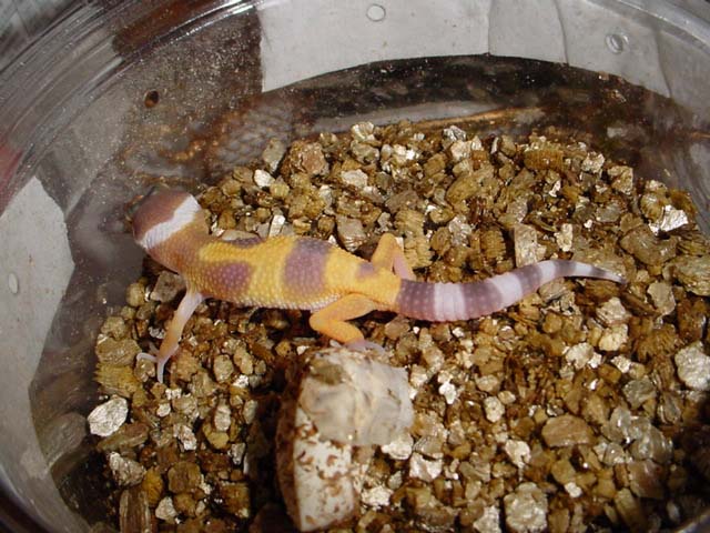 our 1st hatchling of 2003!