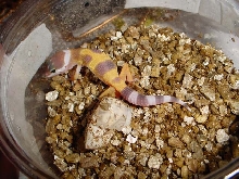our 1st hatchling of 2003