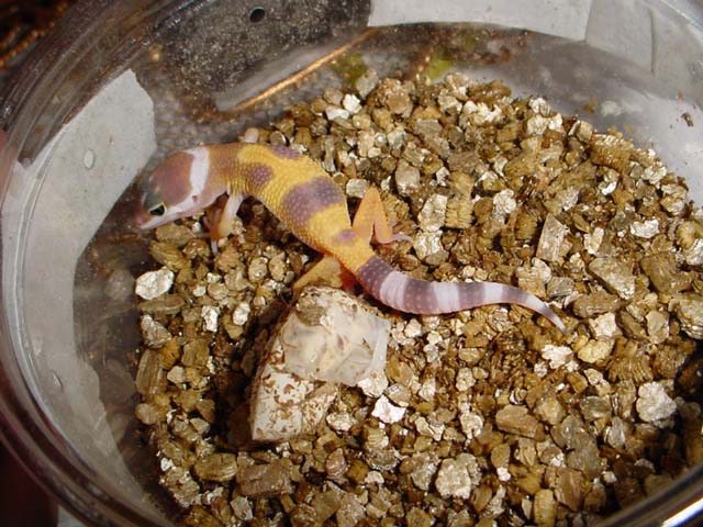 our 1st hatchling of 2003