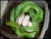 cb female Gonyosoma with eggs!