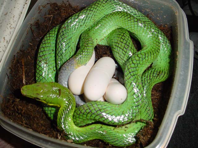 cb female Gonyosoma with eggs!