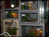 Gonyosoma cages