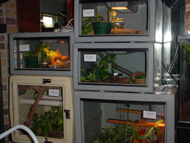 Gonyosoma cages