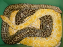 granite het albino, albino het granite