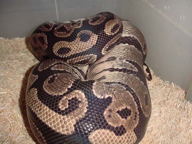 gravid axanthic