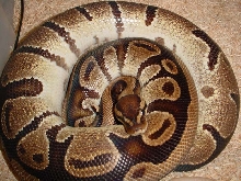 gravid ball