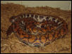 Gravid Rainbow Boa