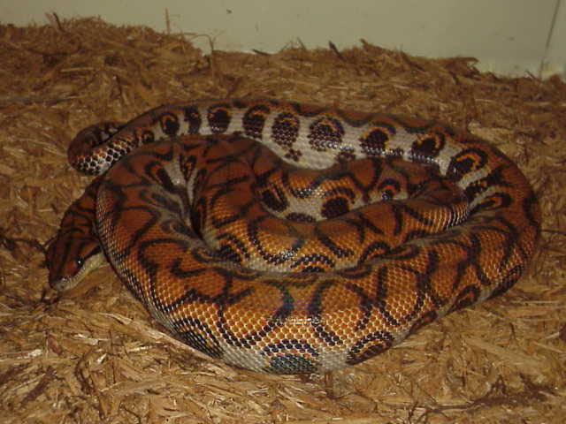 Gravid Rainbow Boa