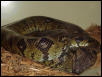Gravid Sanzinia