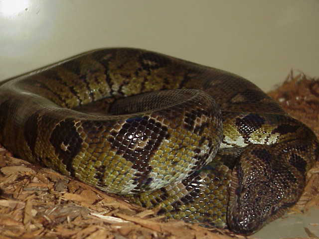 Gravid Sanzinia