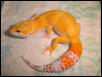 breeder hct male for 03