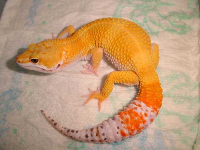 breeder hct male for 03