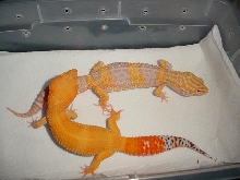 HCTX and Tremper Giant