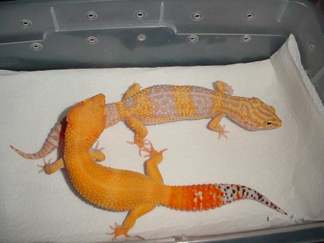HCTX and Tremper Giant