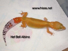 Het Bell Albino