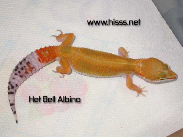 Het Bell Albino