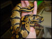 Het Piebald Male, hatched November 01