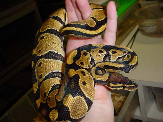 Het Piebald Male, hatched November 01