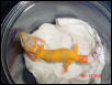 hypo1