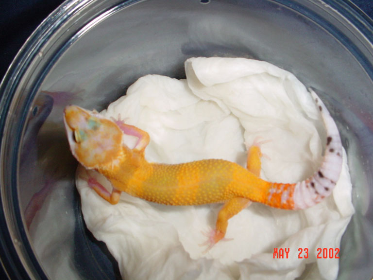 hypo1