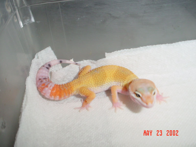 hypo2