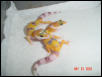 hypo3