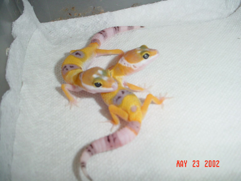 hypo3