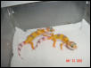 hypo4