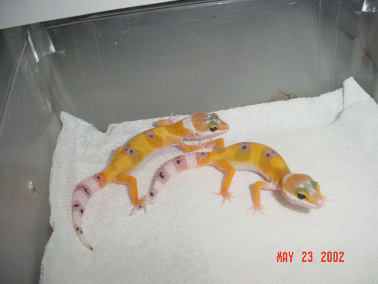 hypo4