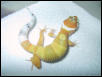 young carrot tail