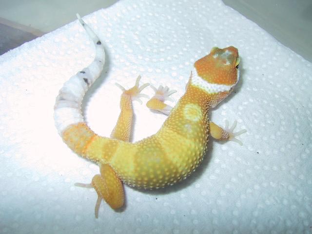 young carrot tail