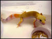 Leo Eating waxworms, yummy!