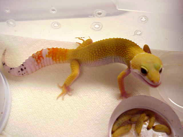 Leo Eating waxworms, yummy!