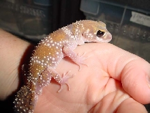Hypo milli