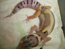 juvenile from my former hypo stripe project