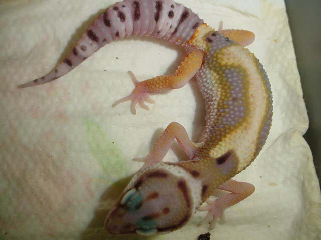 juvenile from my former hypo stripe project