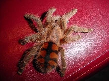 A. minatrix immature female
