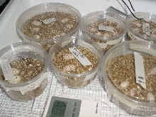 male incubator #1