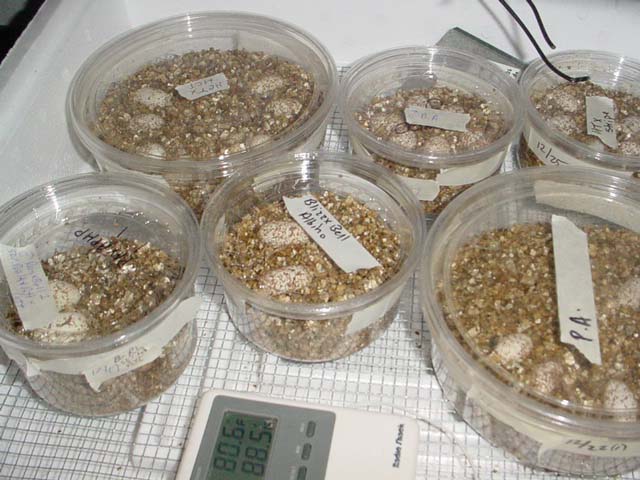 male incubator #1