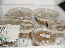 female incubator #1