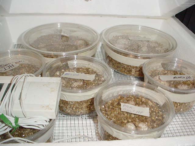 female incubator #1