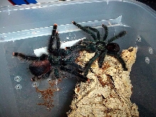 Introduction, Avicularia avicularia