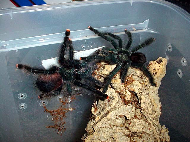 Introduction, Avicularia avicularia